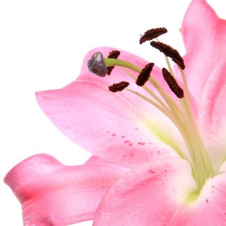 Pollen Stain Removal How To Remove Stains Pollen Stain Removal How To Remove Stains