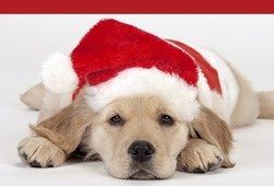 Keep Your Pets Safe During The Holidays