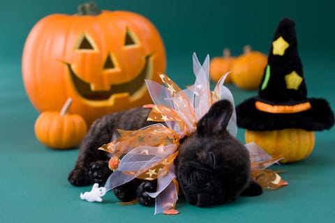 puppies and pumpkins photos of puppies with pumpkins