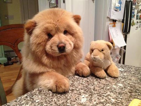 Pets With Stuffed Animals - Cute Animal Photos