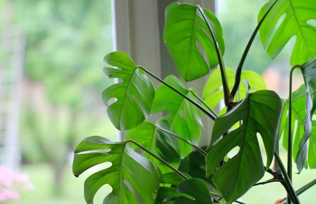 Green, Leaf, Terrestrial plant, Plant stem, Twig, Herb, 