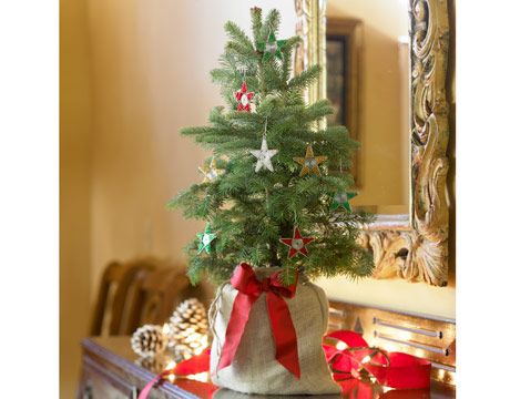 how to pick the greenest christmas trees green holidays live mini christmas tree