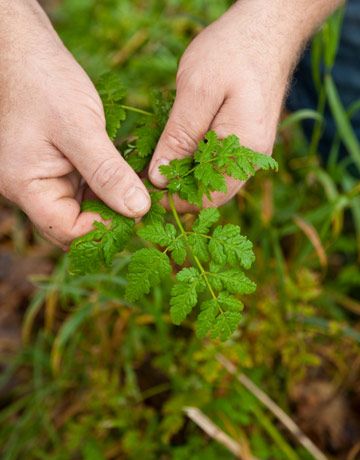 Edible Weeds Wild Plants And Weeds You Can Eat