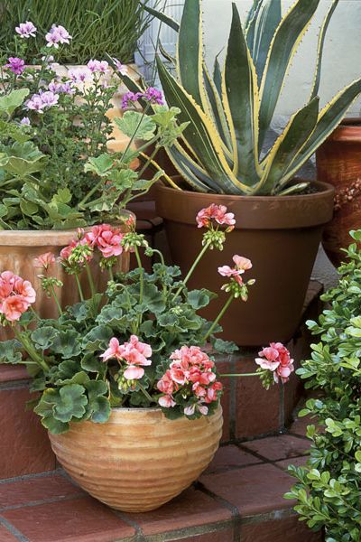 outdoor potted flower arrangements