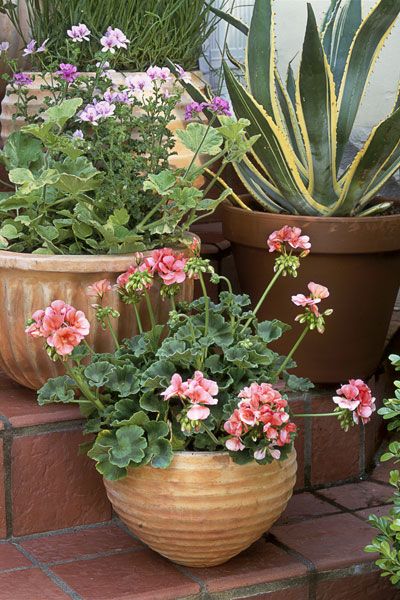  Container Gardening Ideas Potted Plant Ideas We Love