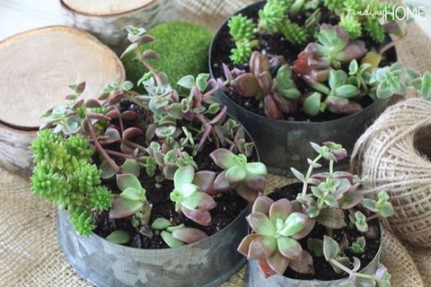 Flowerpot, Plant, Interior design, Houseplant, Dishware, Terrestrial plant, Herb, Ingredient, Annual plant, Leaf vegetable, 