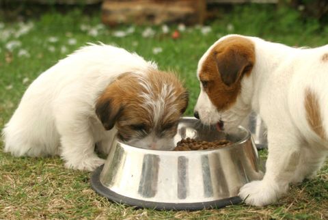 puppies eating from food bowl