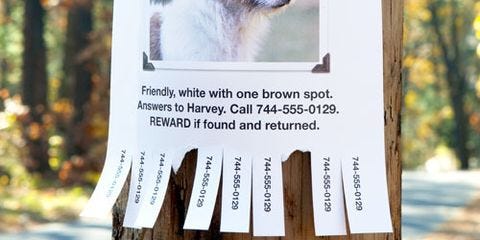 Every Missing Pet Poster Tells Story >> Finding A Lost Pet How To Find A Missing Cat Or Dog Every Missing Pet Poster Tells Story >> Finding A Lost Pet How To Find A Missing Cat Or Dog