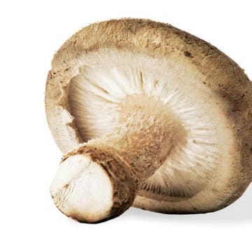 mushroom