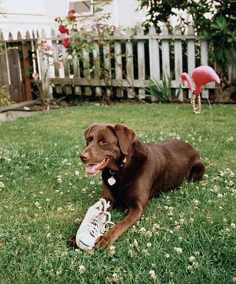 nissan pathfinder dog guard