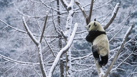 Pandas Playing In the Snow - Animals in the Snow