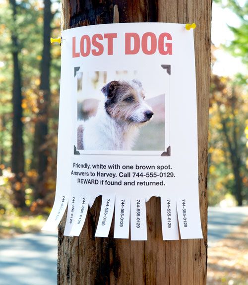 lost dog sign