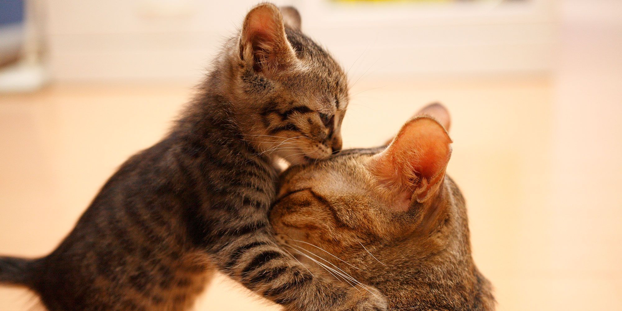 Animali che si baciano: le foto più belle