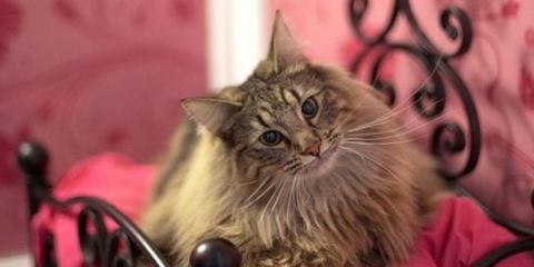 15 Accessori Per Il Gatto Nababbo