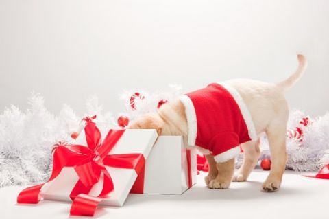 Dog clothes, Ribbon, Dog supply, Dog breed, Carmine, Dog, Carnivore, Christmas, Present, Christmas decoration, 