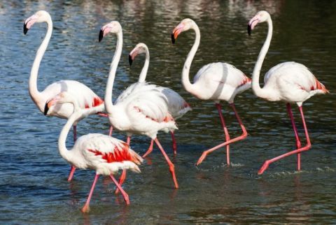 Body of water, Flamingo, Organism, Greater flamingo, Bird, Beak, Red, Vertebrate, Water bird, Pink, 