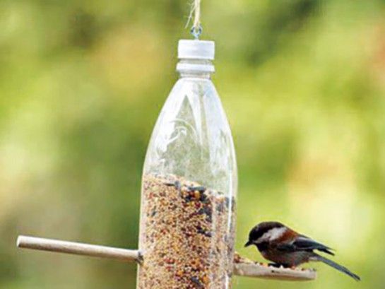 Bird, Vertebrate, Bird food, Beak, Bird supply, Bird feeder, Pet supply, Wing, Animal feed, Feather, 