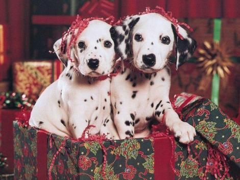 Dalmatian, Dog, Dog breed, Carnivore, Pattern, Snout, Linens, Companion dog, Dog supply, Sporting Group, 