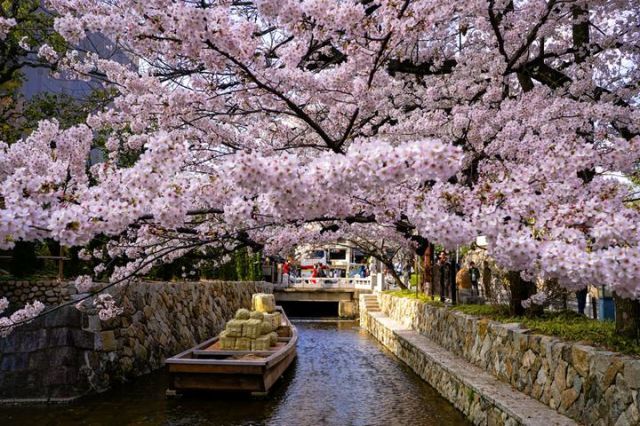 Fioritura dei ciliegi in Giappone