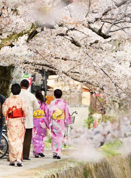 Fioritura dei ciliegi in Giappone