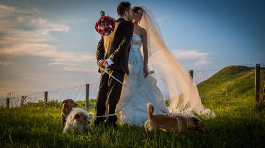 Wedding dog sitter cani ai matrimoni