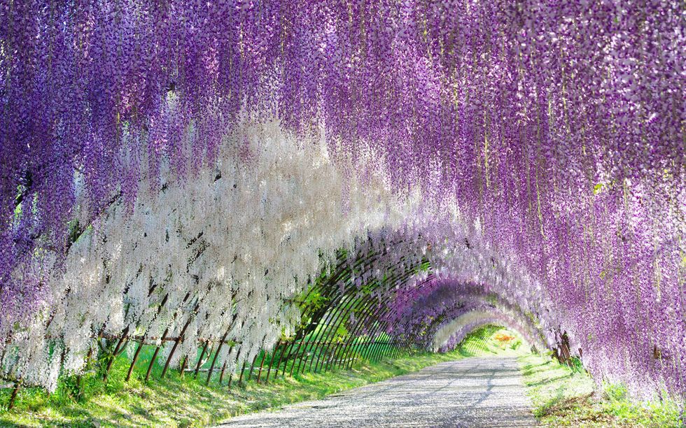 luoghi-da-favola-Wisteria Tunnel, Giardini di Kawachi Fuji-Giappone