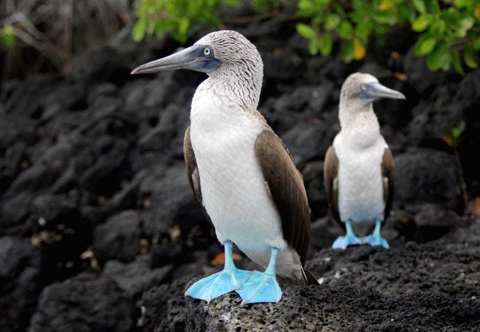 <p>Non è un caso che un tempo venissero chiamate Las Islas Encantadas, le isole incantate: l'arcipelago delle  Galápagos, appartenente all'Ecuador (<em><a href="http://ecuador.travel">http://ecuador.travel</a></em>) e situato a 1.000 km alla costa del Sudamerica, è un vero e proprio must per gli amanti della natura. Un posto unico al mondo, che accoglie specie vegetali e animali endemiche, come le tartarughe giganti, le sule dai piedi azzurri (nella foto), l'airone lavico, le iguane e i fringuelli, che ispirarono il geniale scienziato Charles Darwin nell'elaborazione della teoria dell'evoluzione. Il modo migliore per esplorare questo arcipelago, dalla capitale Santa Cruz all'Isla Fernandina, da Isla Santiago a Isla Isabela, è sicuramente la barca scegliendo, a seconda delle esigenze e del tempo a disposizione, tra uno yacht, un brigantino di lusso, il catamarano o una nave da crociera. Diverse le proposte di Tuttaltromo(n)do, a partire da 1.460 euro.</p>