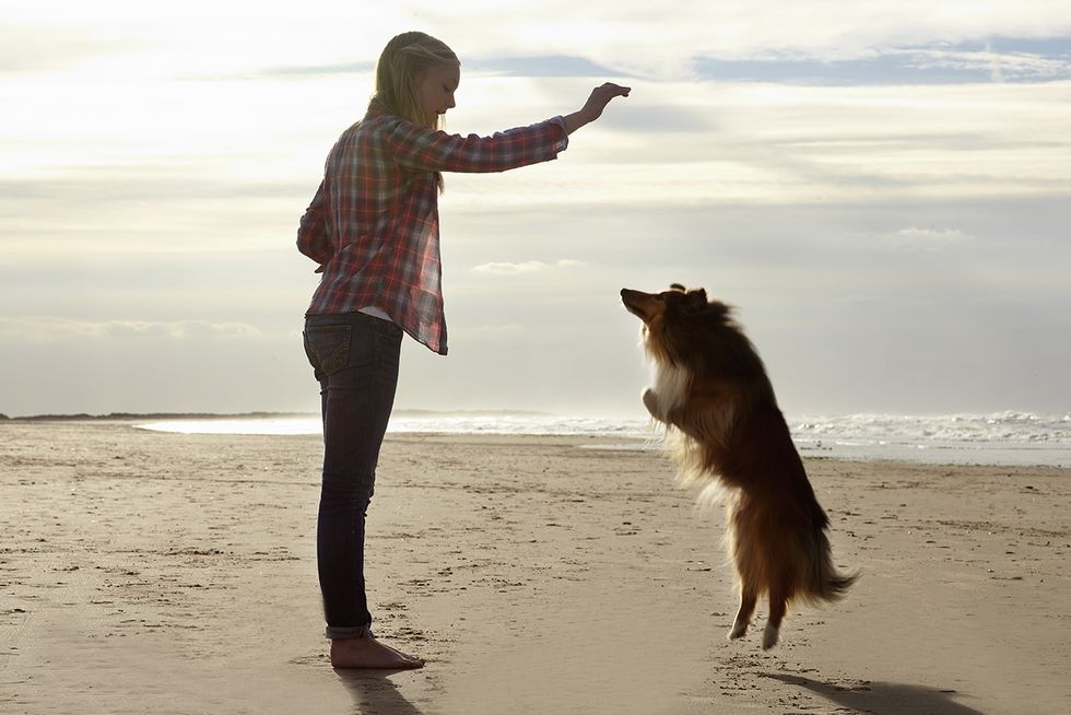 Dog breed, Dog, Carnivore, Beach, Sand, People in nature, Sporting Group, People on beach, Shetland sheepdog, Vacation, 