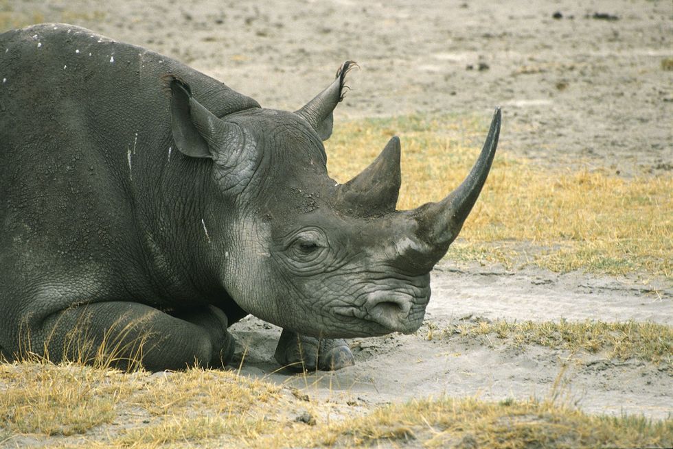 <p>Il rinoceronte nero (<em>Diceros bicornis</em>) è originario delle aree orientali e centrali dell'Africa e, a dispetto del suo nome, è di colore grigio, bruno o bianco. L'Unione Internazionale per la Conservazione della Natura nel 2006 ha reso noto che una delle sue sottospecie (il rinoceronte nero dell'Africa occidentale) è da considerarsi estinta.</p>