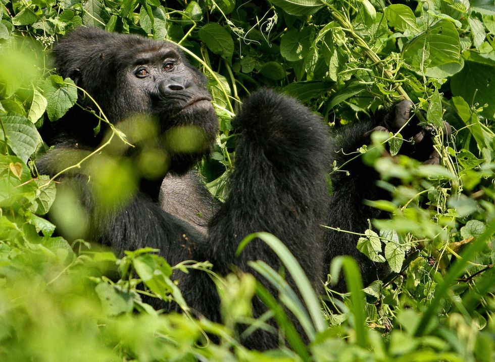 <p>È una delle due sottospecie del gorilla orientale ed è considerata una specie in pericolo critico di estinzione sia per la scarsezza degli esemplari rimanenti che per la ristrettezza della superficie abitata.</p>
