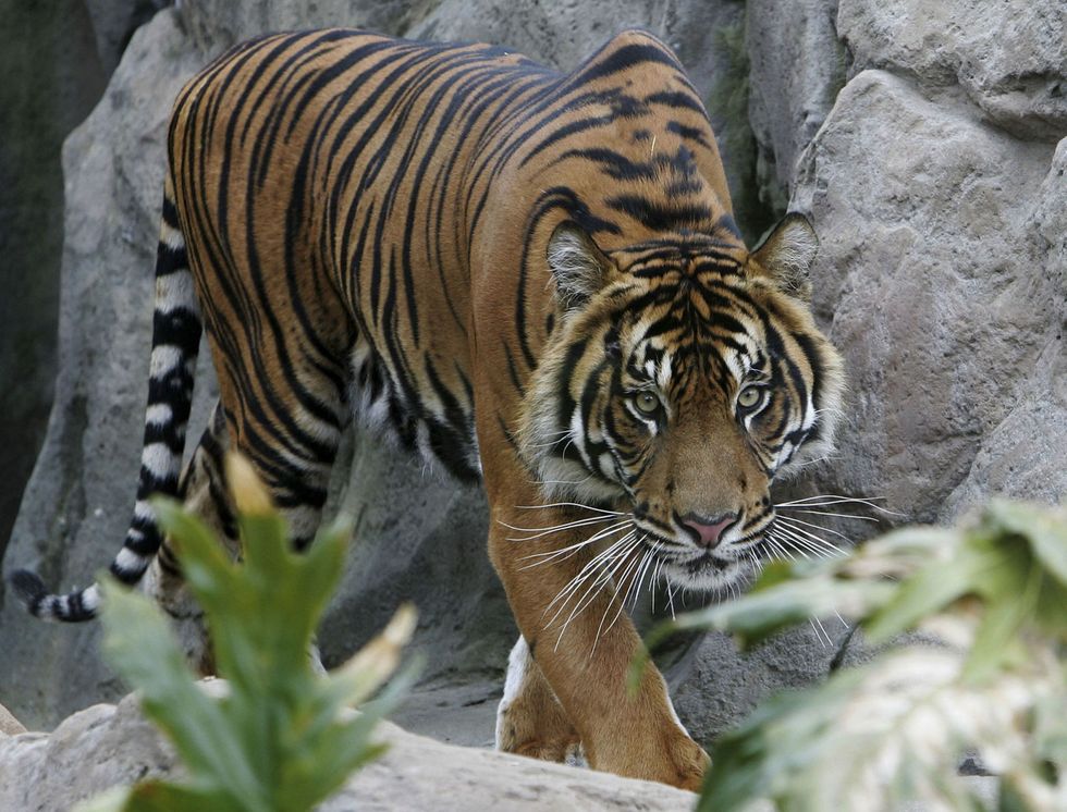 <p>Di tigre di Sumatra ne restano in tutto 4/500 esemplari che vivono soprattutto nei parchi nazionali dell'isola indonesiana di Sumatra.</p>