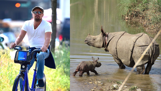 Leonardo DiCaprio e baby rinoceronti