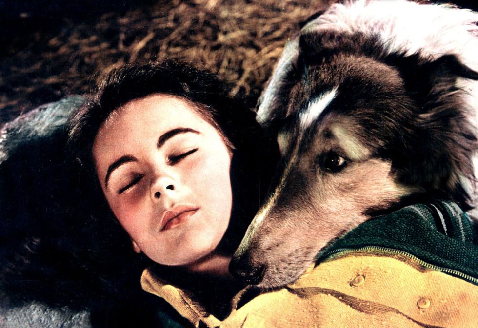 <p>Il primo episodio della serie tv andò in onda nel settembre del 1954 per dare il via a diciassette stagioni: <strong>Lassie</strong>, la collie fedele che attraversa radure e montagne per ricongiungersi al proprio proprietario, è stata anche protagonista di film sul grande schermo. La protagonista del racconto di <strong>Eric Knight</strong> da cui è stato tratto il successo televisivo e cinematografico era una femmina ma, in pellicola, è stata il più delle volte interpretata da cani maschio. All'esordio cinematografico <em>Torna a casa, Lassie! </em>(1948), fu infatti interpretata da <strong>Pal</strong>, un maschio di un anno senza pedigree portato alla <strong>Mgm</strong> dall'addestratore Rudd Weatherwax. Al fianco di Pal, una giovanissima<strong> Liz Taylor</strong> nel ruolo di Priscilla.</p>