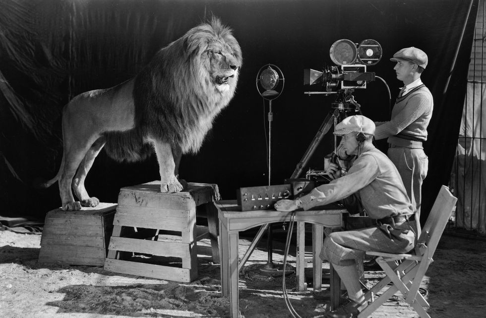 <p>Un ruggito e via, inizia il film: è questo il suono che precede la proiezione di alcuni dei più grandi capolavori del cinema, tra cui <em>Via col Vento</em>, <em>Thelma & Louise</em> e <em>La maschera di ferro</em>. Se i film della <strong>Metro Goldwyn Mayer</strong> sono conosciuti da tutti, meno nota è la storia del leone diventato simbolo della compagnia. Il primo felino a impersonare <strong>Leo the Lion</strong> si chiamava <strong>Slats</strong>, nato nello zoo di Dublino il 20 marzo del 1919. Cresciuto e addestrato da Volney Phifer, Slats morì nel 1936 e fu sepolto a Gillette, nel New Jersey, vicino alla fattoria dove viveva con Phifer. Dopo di lui, ben sei leoni si passarono la parte.</p>