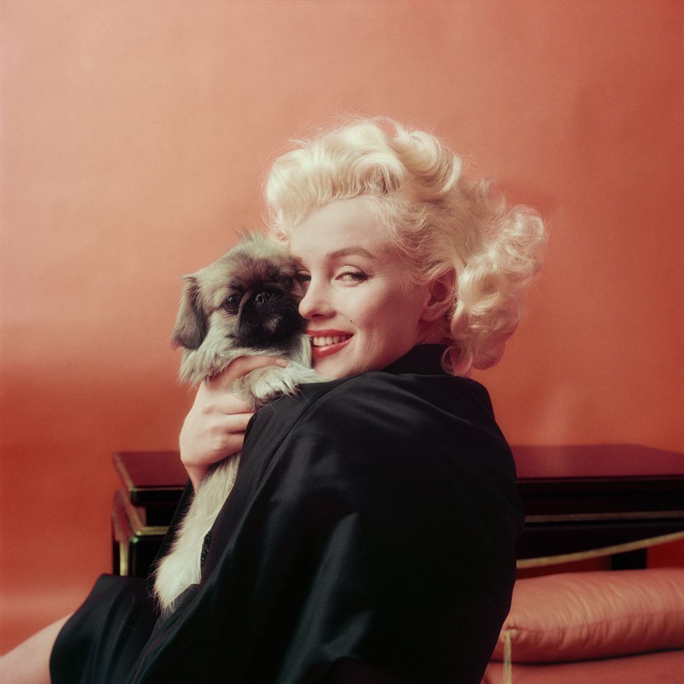 <p><em>Marilyn Goes Oriental with Pekenese Dog, NY</em>, 1955</p>