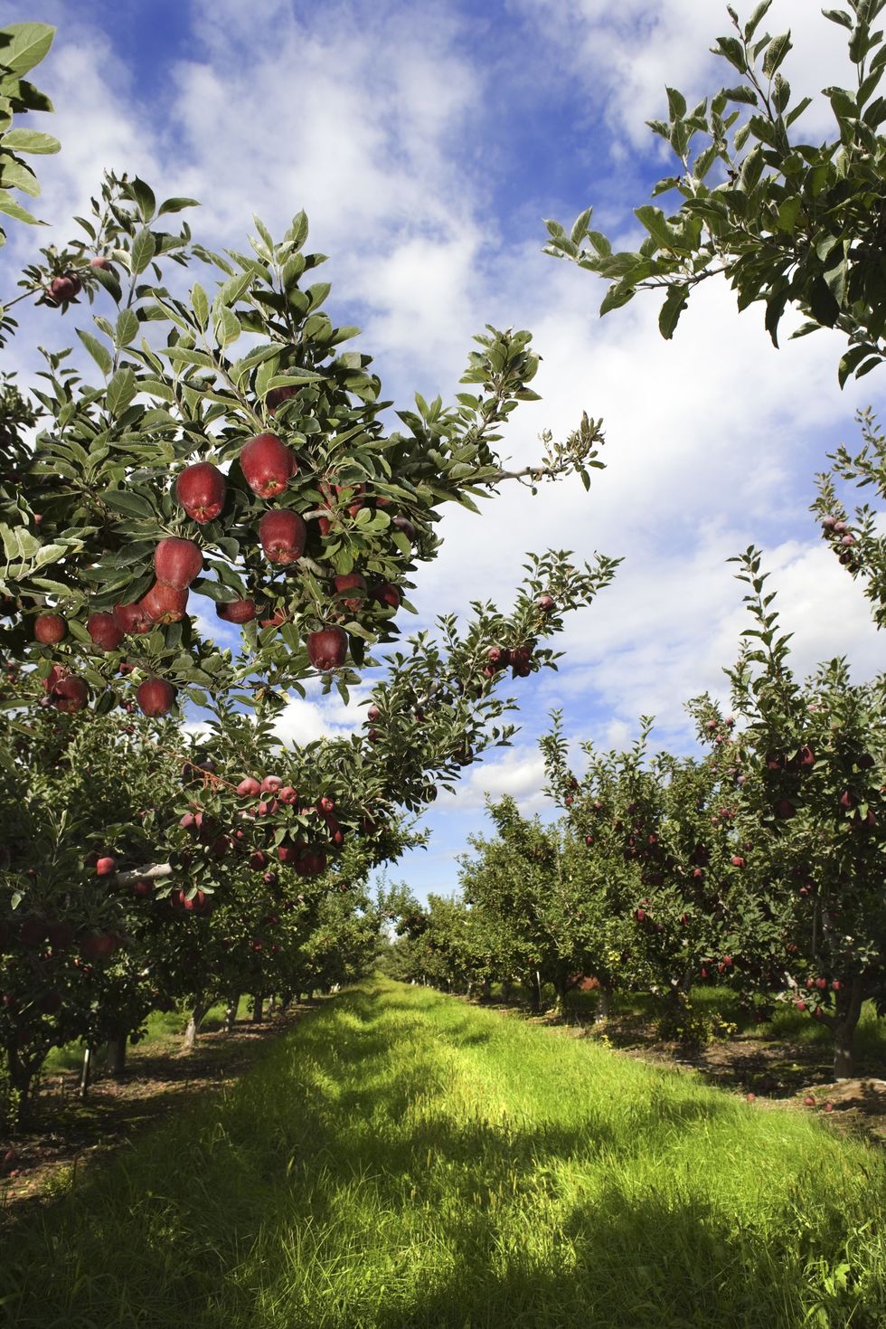 <p>Parlate con qualche contadino e chiedetegli se potete partecipare alla raccolta delle mele.</p>