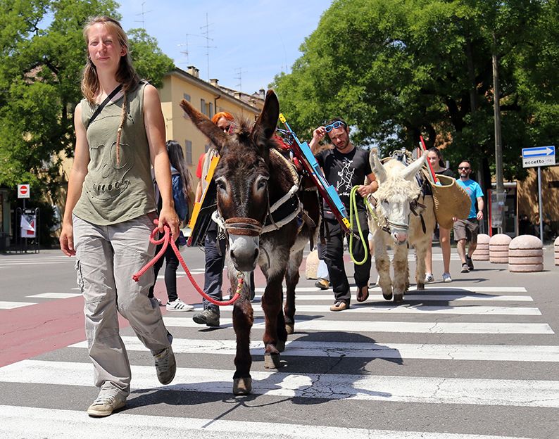 Pedestrian crossing, Halter, Working animal, Horse supplies, Street, Rein, Bridle, Horse tack, Zebra crossing, Horse, 