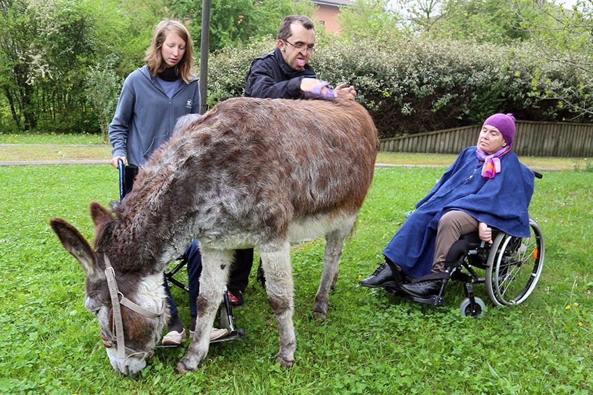 Human, Mammal, Interaction, Wheelchair, Burro, Fur, Snout, Groundcover, Spring, Fawn, 