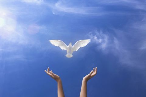Giornata-internazionale-della-Pace colomba della pace simbolo della pace