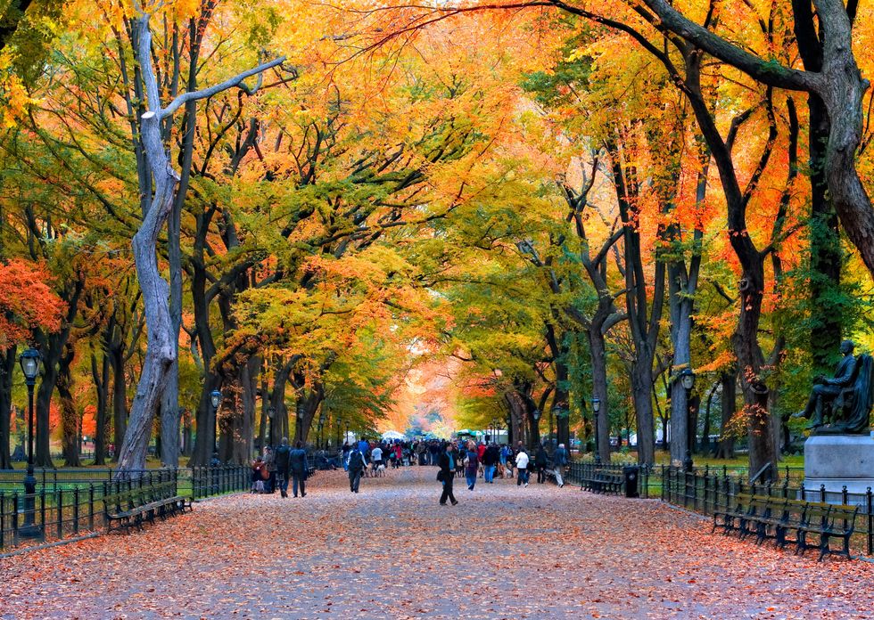 <p>Diamo i numeri: <strong>Central Park</strong> ha una superficie di 3,4 km quadrati – con 1 km quadrato di prati e mezzo km di bosco – 26mila alberi, oltre 9mila panchine, 36 ponti, 21 campi da gioco, 7 specchi d'acqua ed estesi sentieri. Tutte buone notizie per i 42 milioni di persone amanti della natura che lo visitano ogni anno.</p>