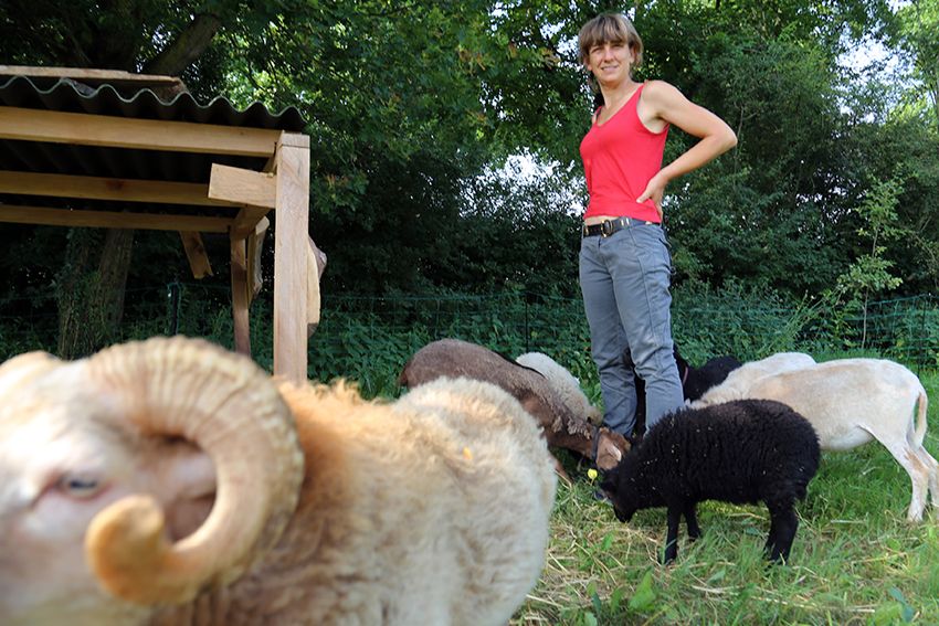 Silvia Canevara con il suo gregge di pecore nane d'Ouessan.