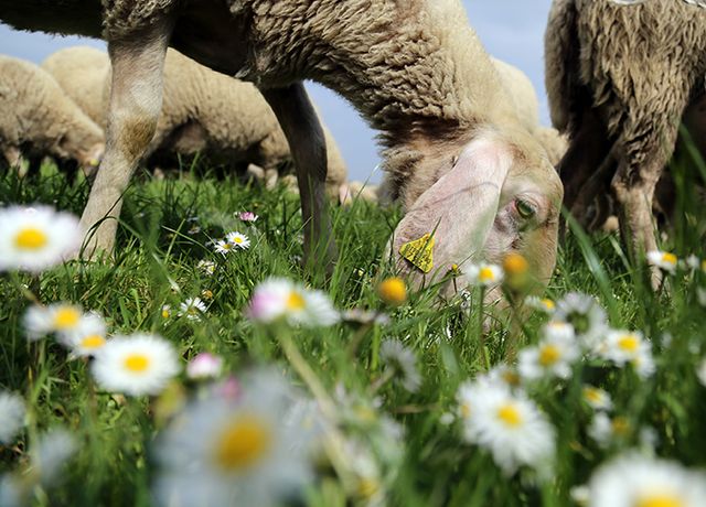 Le pecore  al lavoro. A ottobre vengono trasferite nelle aree verdi  per tornare all'ovile in primavera.