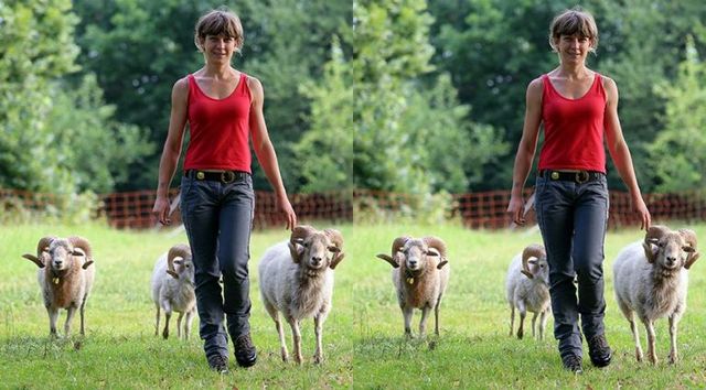 tagliaerba-con-pecore-nuovo-lavoro-silvia-canevara