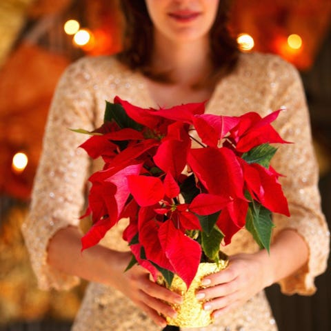 Come Tenere Una Stella Di Natale.Stella Di Natale Cure E Consigli Per Conservare A Lungo La Poinsettia