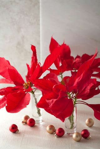 Come Si Mantiene La Stella Di Natale.Stella Di Natale Cure E Consigli Per Conservare A Lungo La Poinsettia