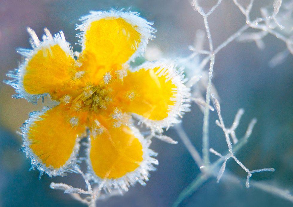 Yellow, Flower, Plant, Macro photography, Close-up, Petal, Wildflower, Sky, Spring, Organism, 