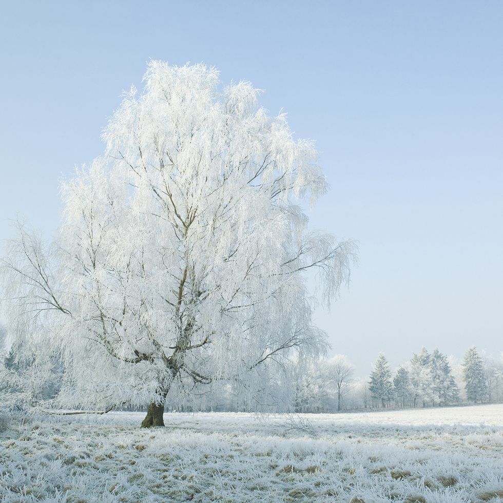 Tree, Winter, Snow, Frost, Natural landscape, Sky, Atmospheric phenomenon, Freezing, Woody plant, Plant, 