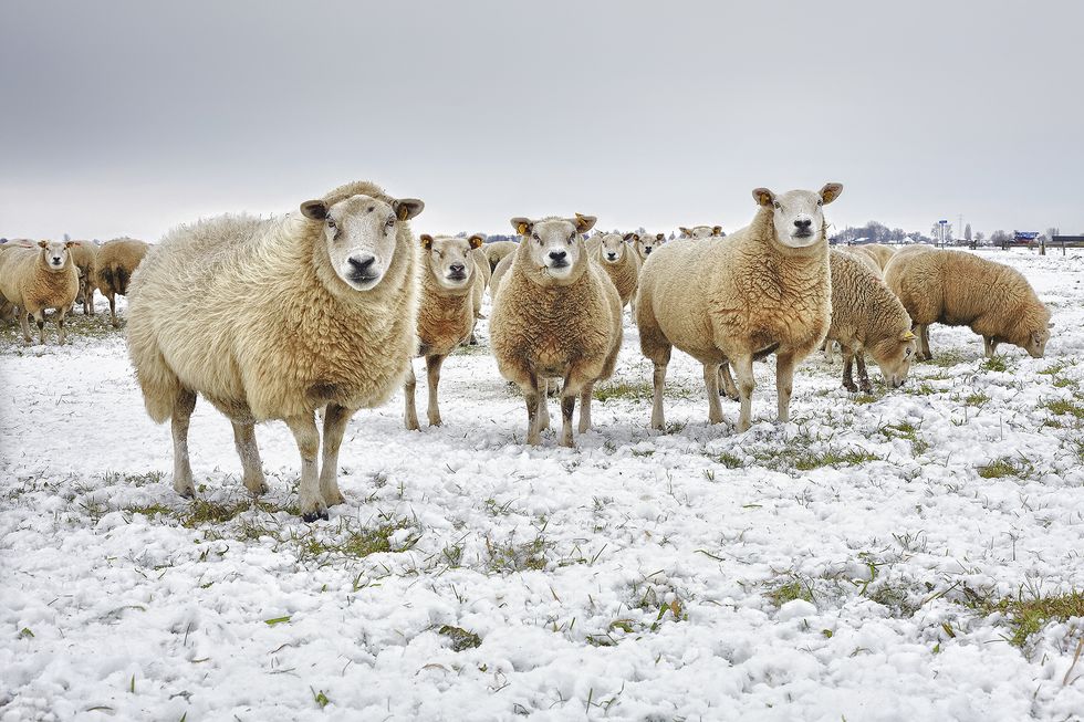 Vertebrate, Mammal, Sheep, Sheep, Herd, Livestock, Snow, Winter, Grassland, Herding, 