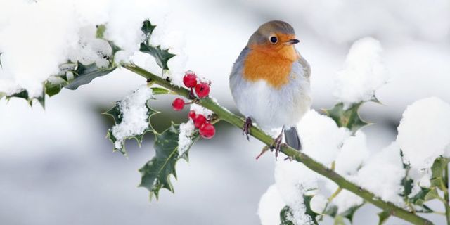 European robin, Bird, Beak, Old World flycatcher, robin, Songbird, Holly, Perching bird, Snow, Branch, 