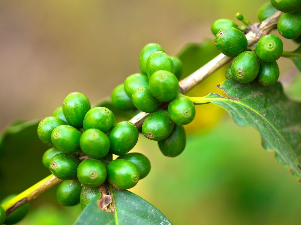 Caffe Verde, proprietà dimagranti (e non solo)